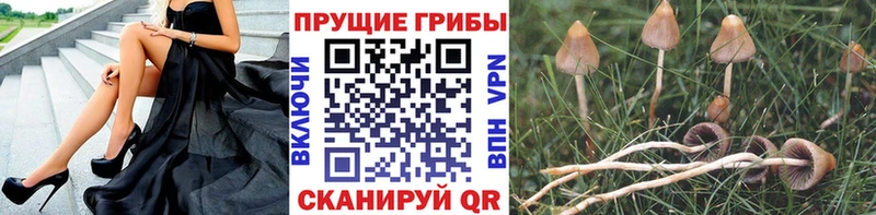 Купить закладки  Горно-Алтайск  Псилоцибиновые грибы ЛСД 